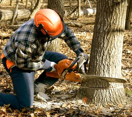 Tree Removal in Wayland, MA